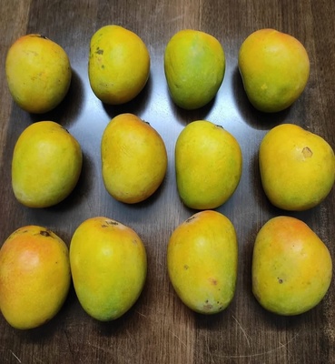 Devgad Hapus - The Grade 1 (300+ Gm)