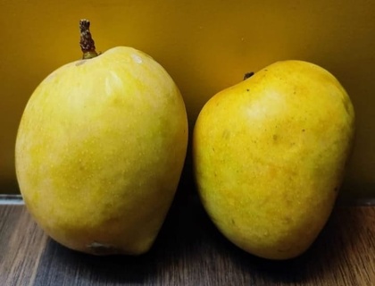 Devgad Hapus - The Grade 3 (250+ Gm)