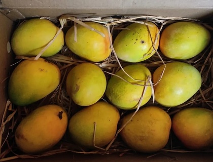 Devgad Hapus - The Grade 2 (275+ Gm)