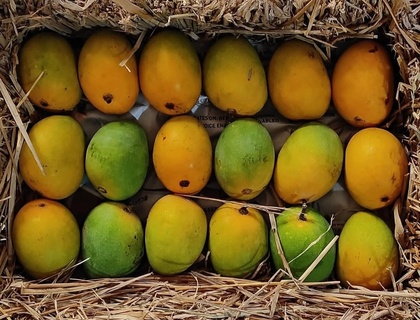 Devgad Hapus - The Grade 1 (300+ Gm)