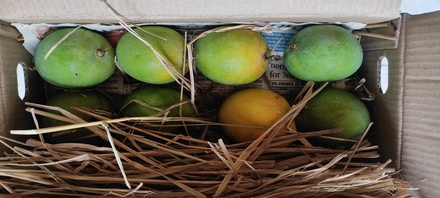 Devgad Hapus - The Grade 3 (250+ Gm)