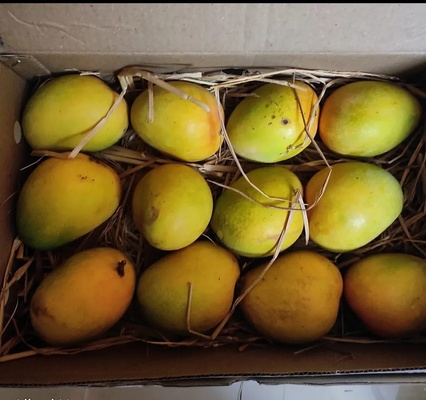 Devgad Hapus - The Grade 2 (275+ Gm)