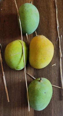 Devgad Hapus - The Grade 2 (275+ Gm)