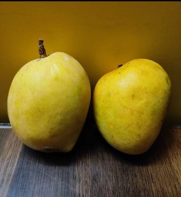 Devgad Hapus - The Grade 3 (250+ Gm)