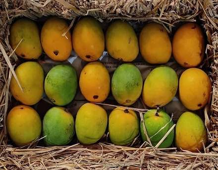 Devgad Hapus - The Grade 3 (250+ Gm)